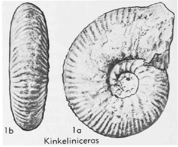 Fossil Image