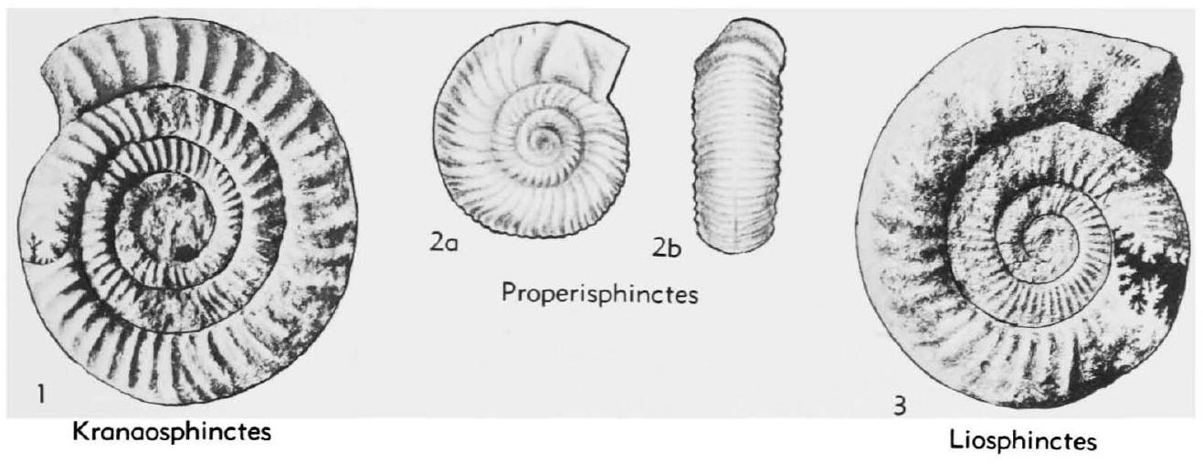 Fossil Image