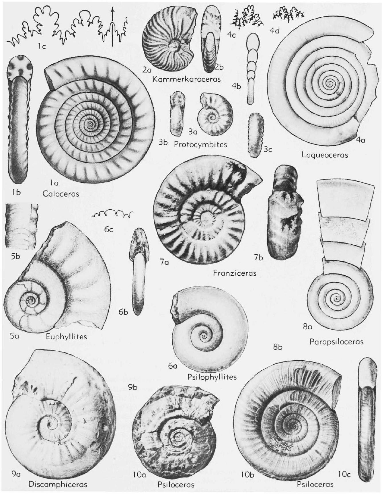 Fossil Image