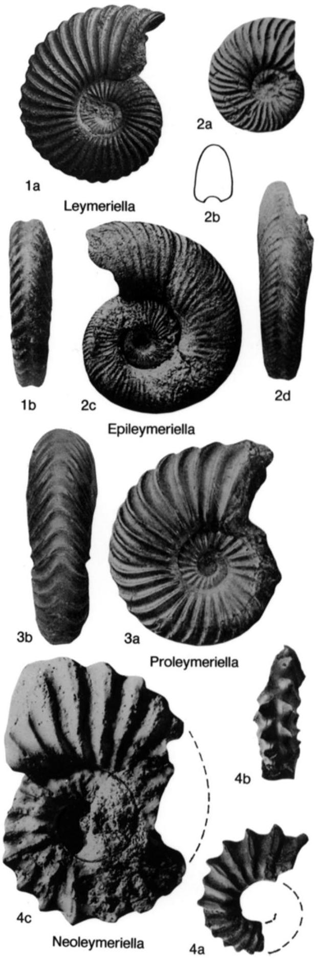 Fossil Image