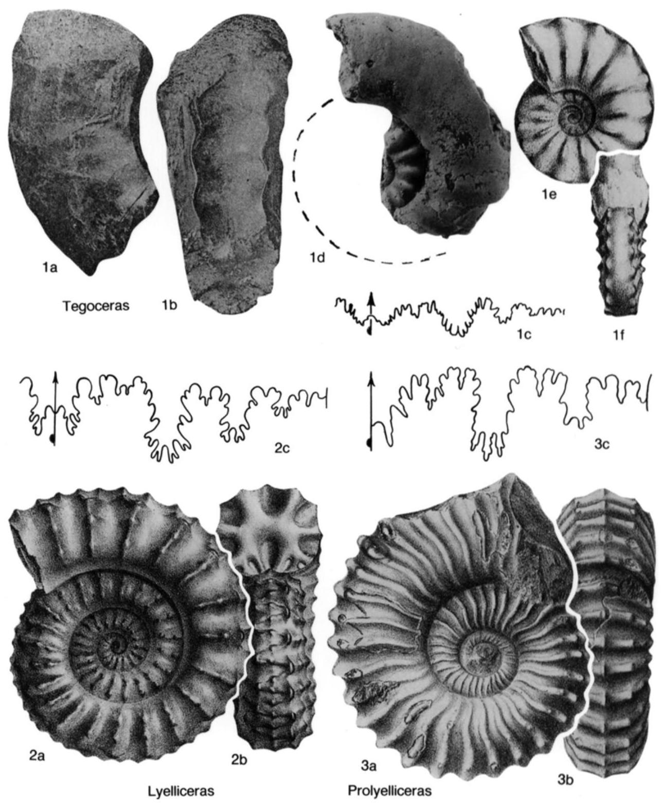 Fossil Image