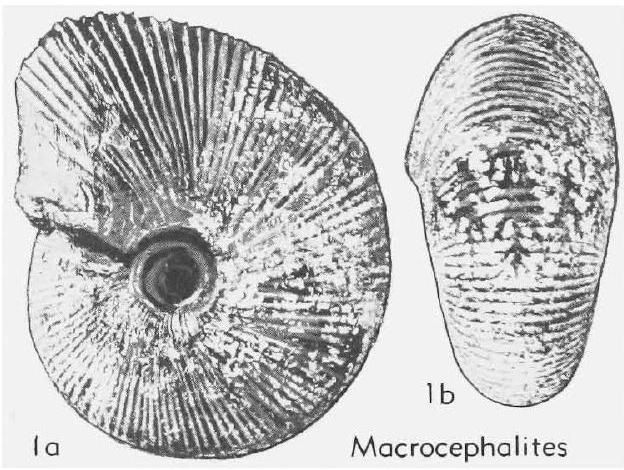 Fossil Image