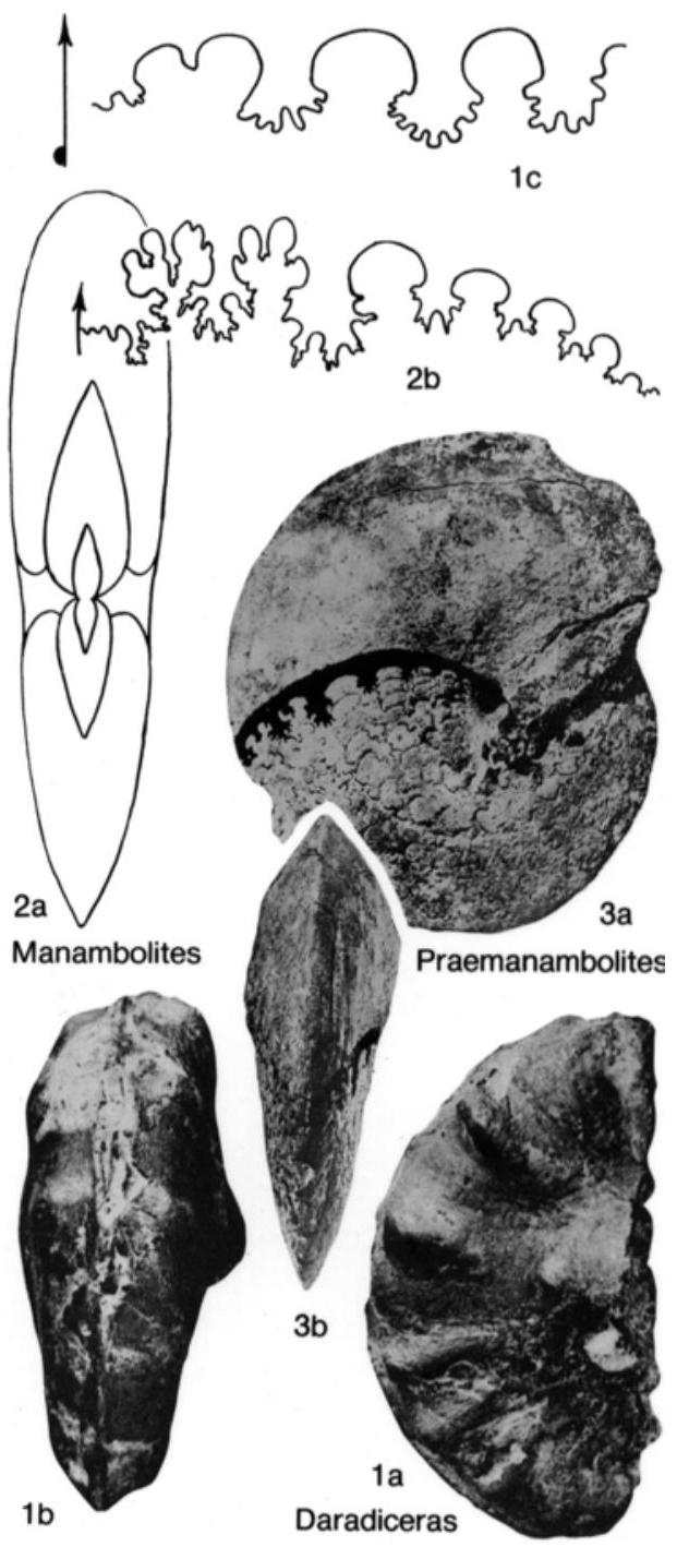 Fossil Image