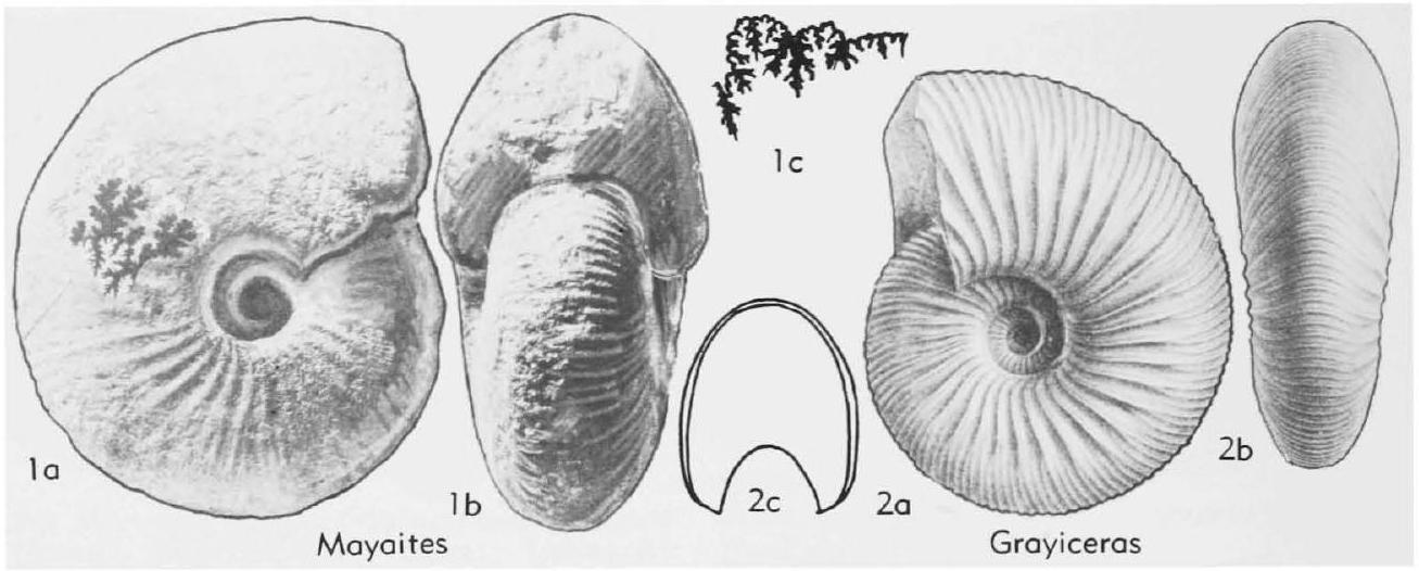 Fossil Image