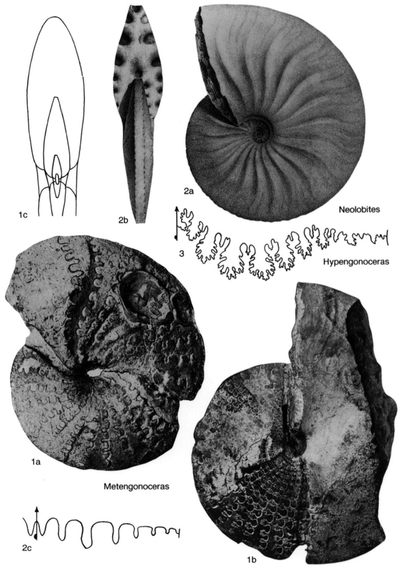 Fossil Image
