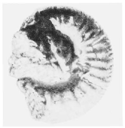 Fossil Image