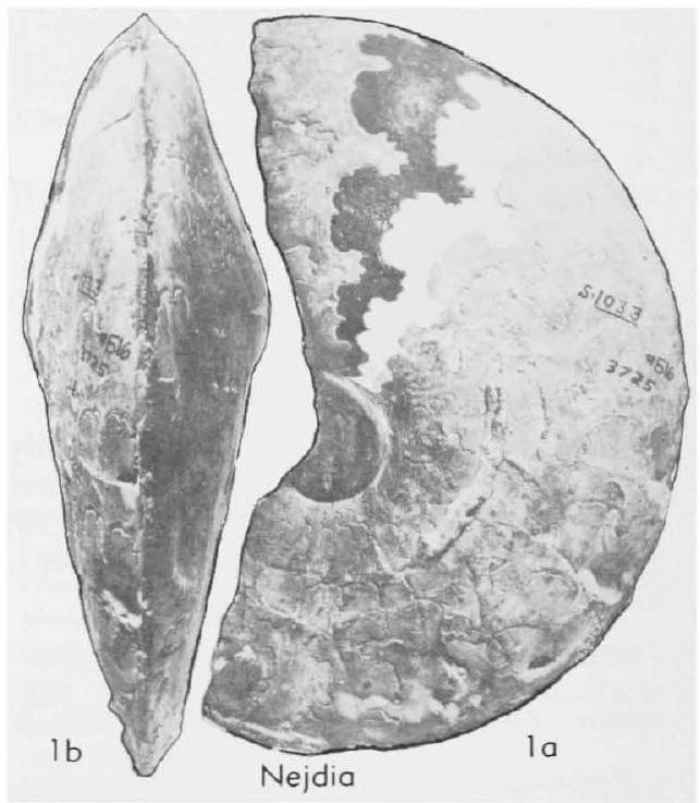 Fossil Image