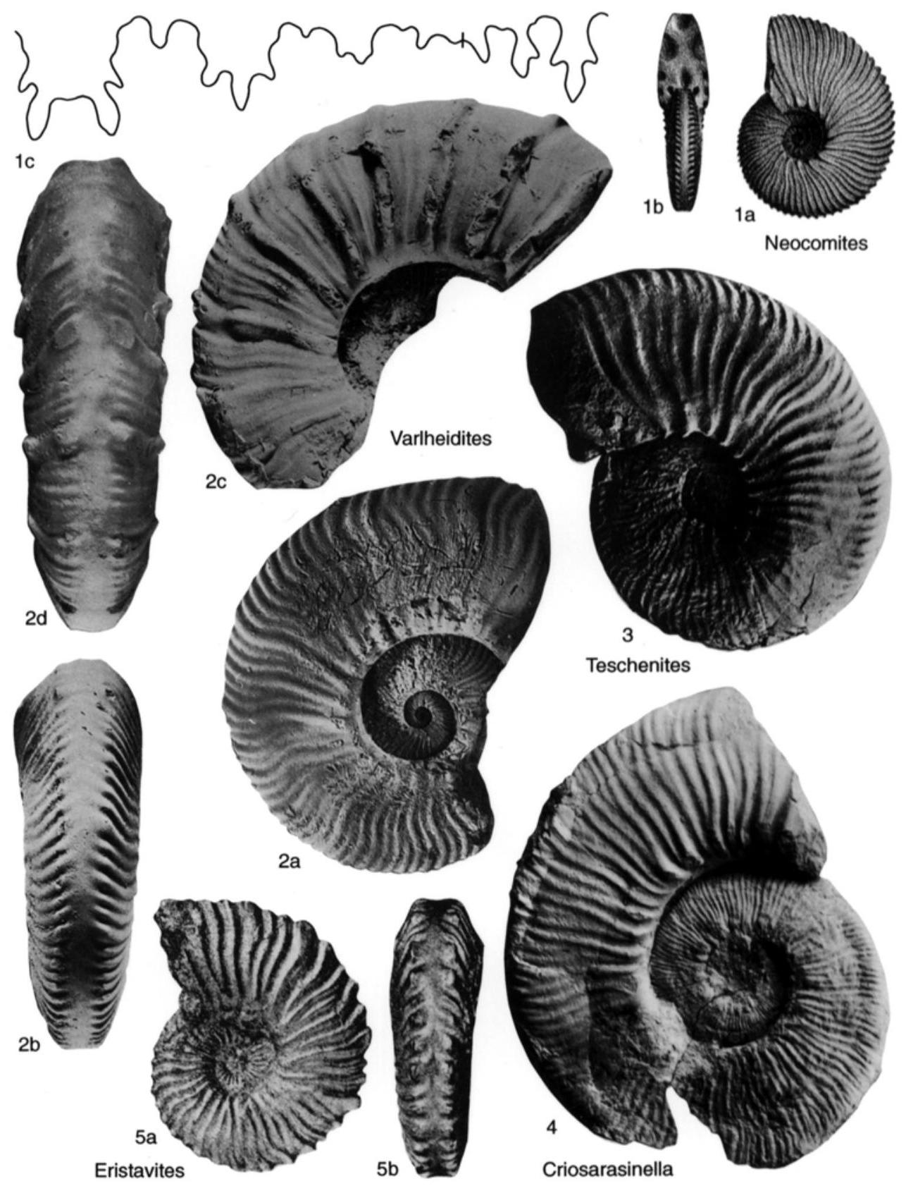 Fossil Image