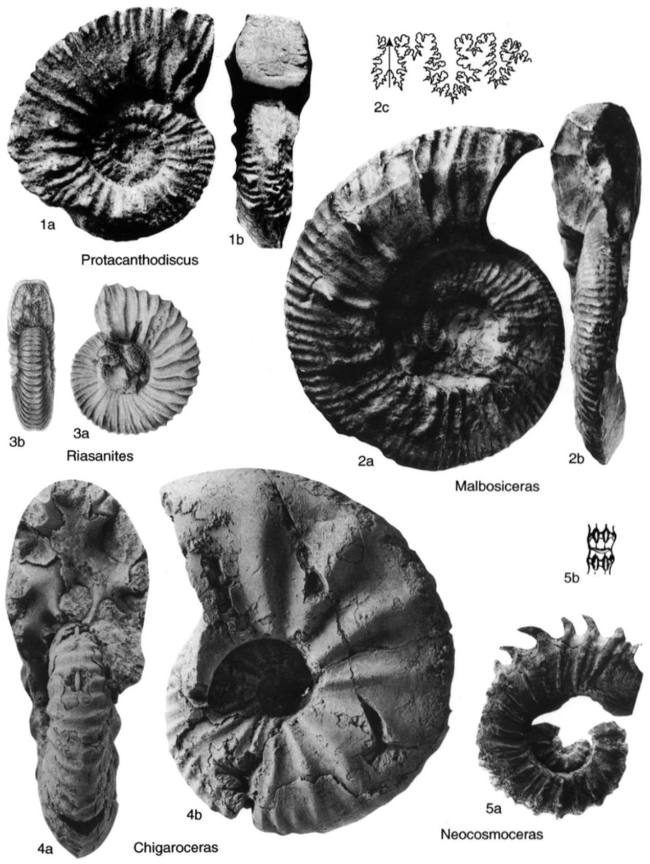Fossil Image