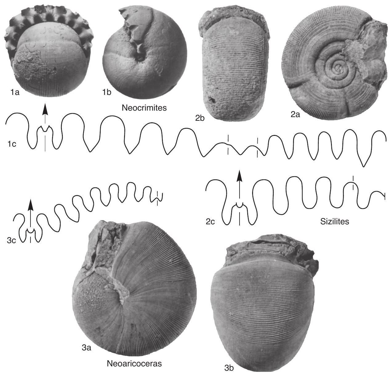 Fossil Image