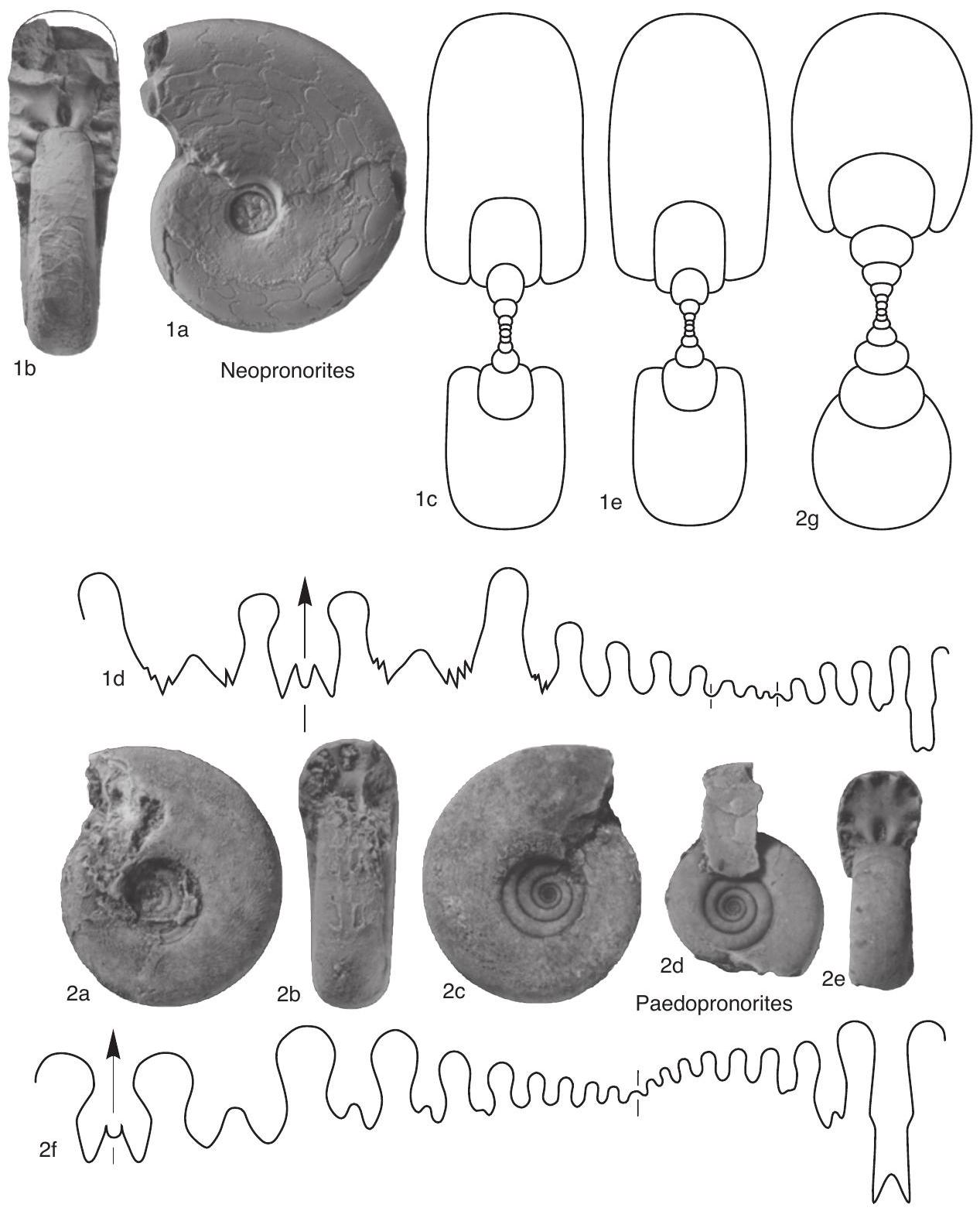 Fossil Image