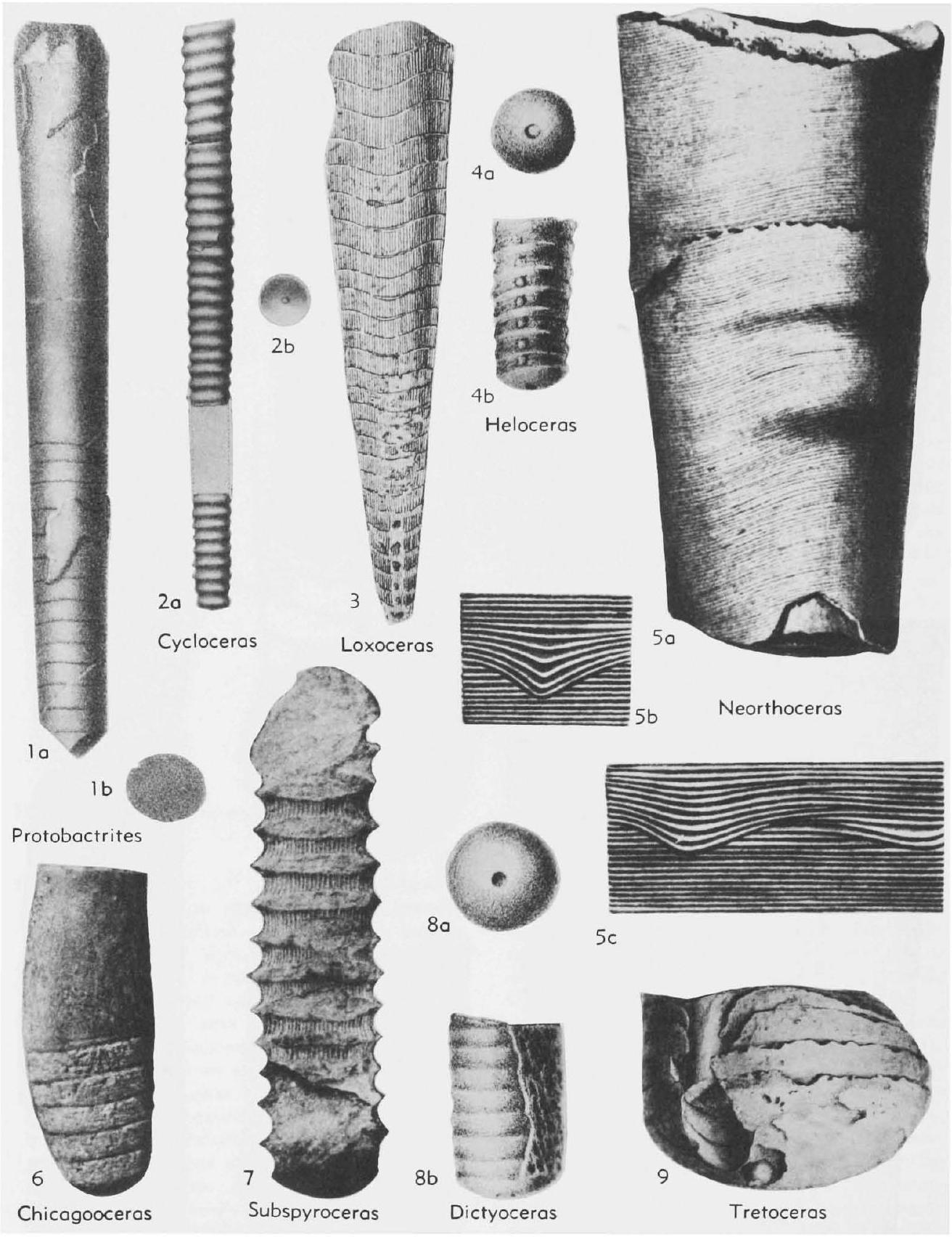 Fossil Information