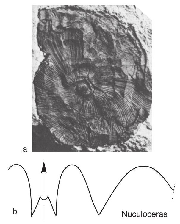Fossil Image