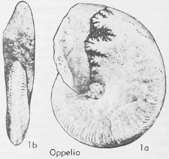 Fossil Image
