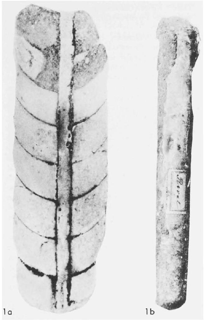 Fossil Image