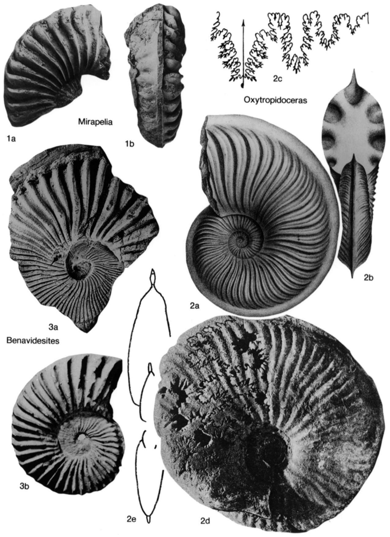 Fossil Image