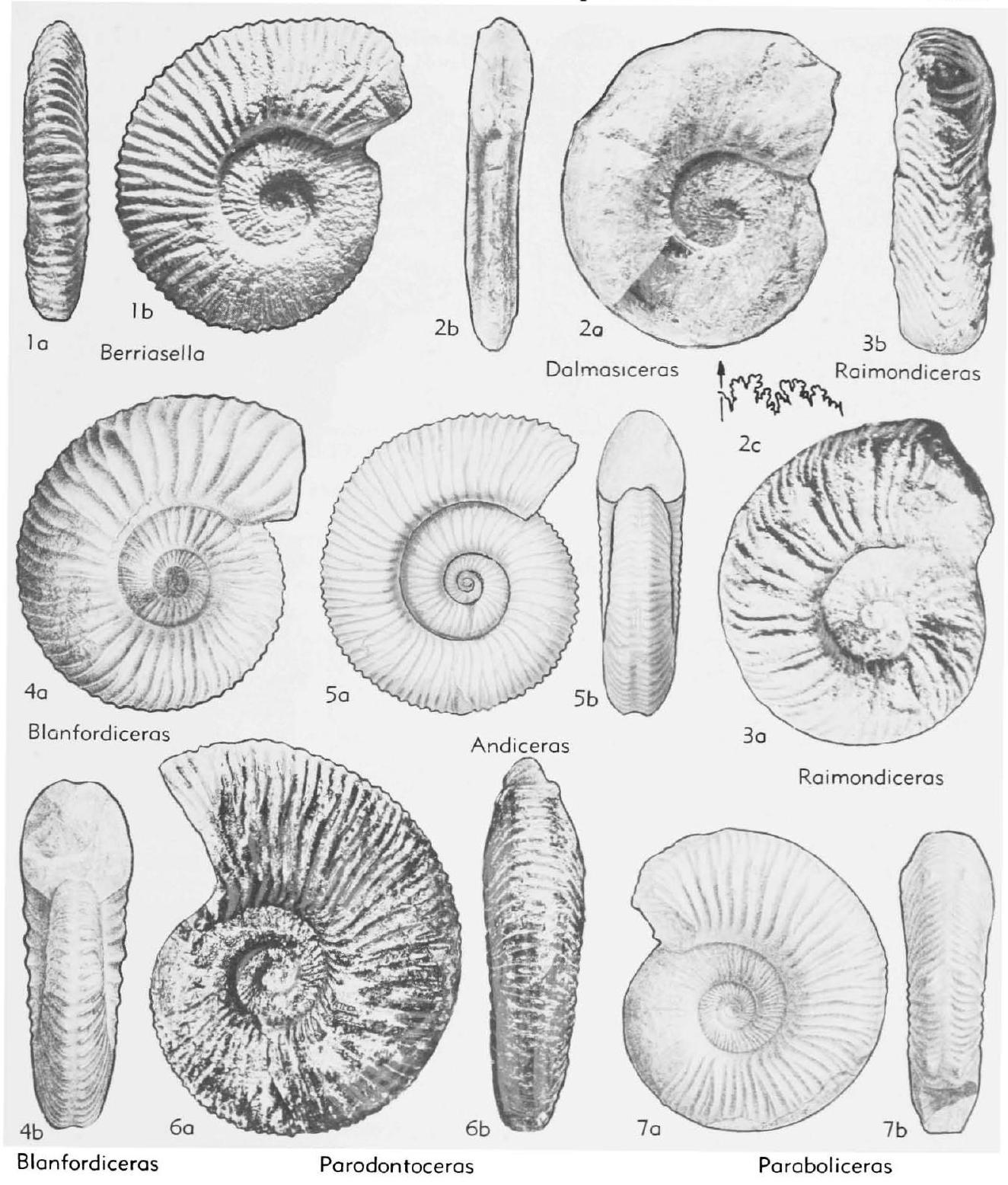 Fossil Image