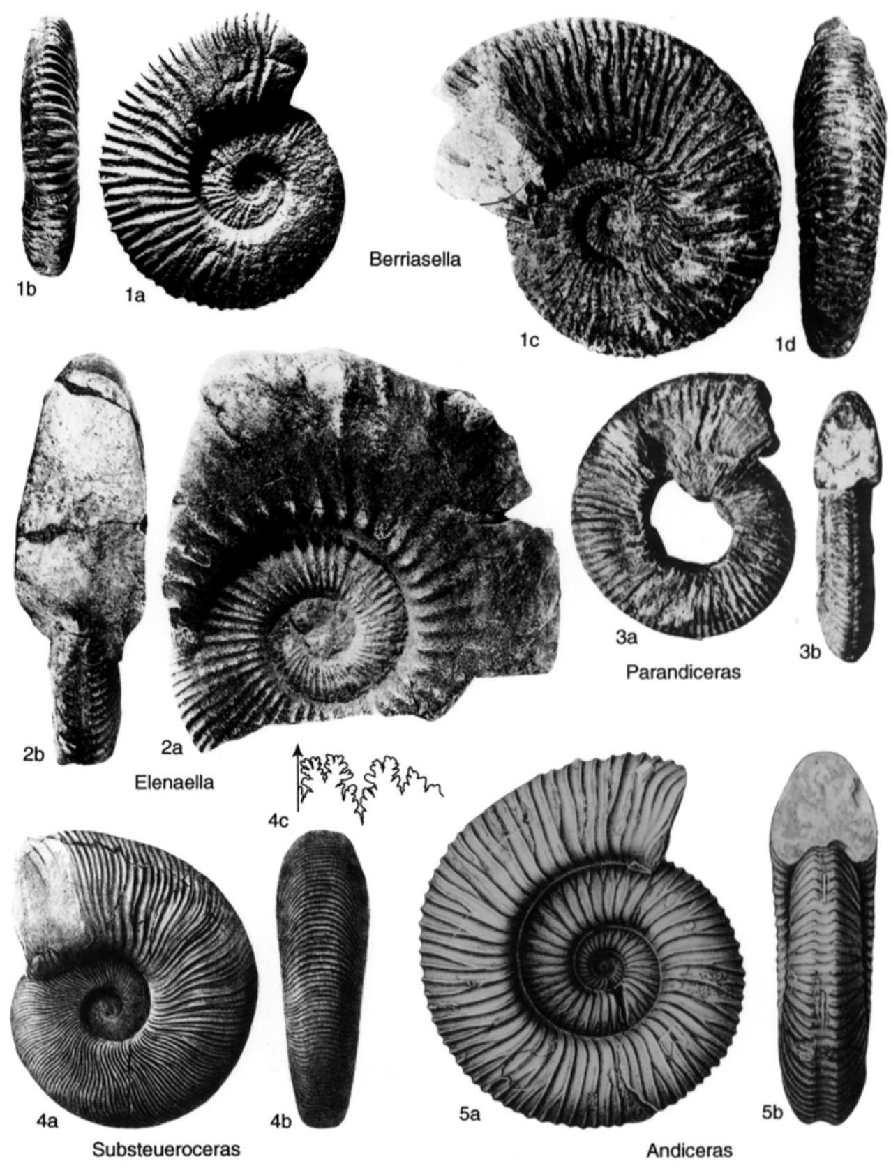 Fossil Image