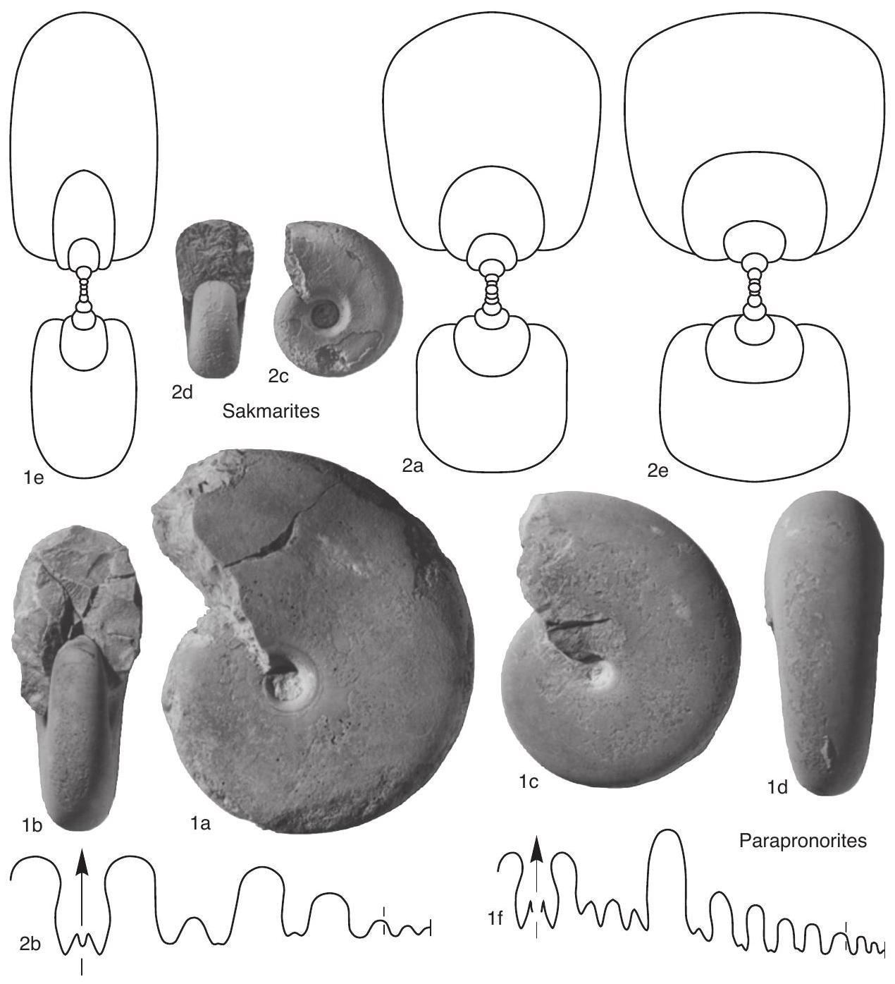Fossil Image