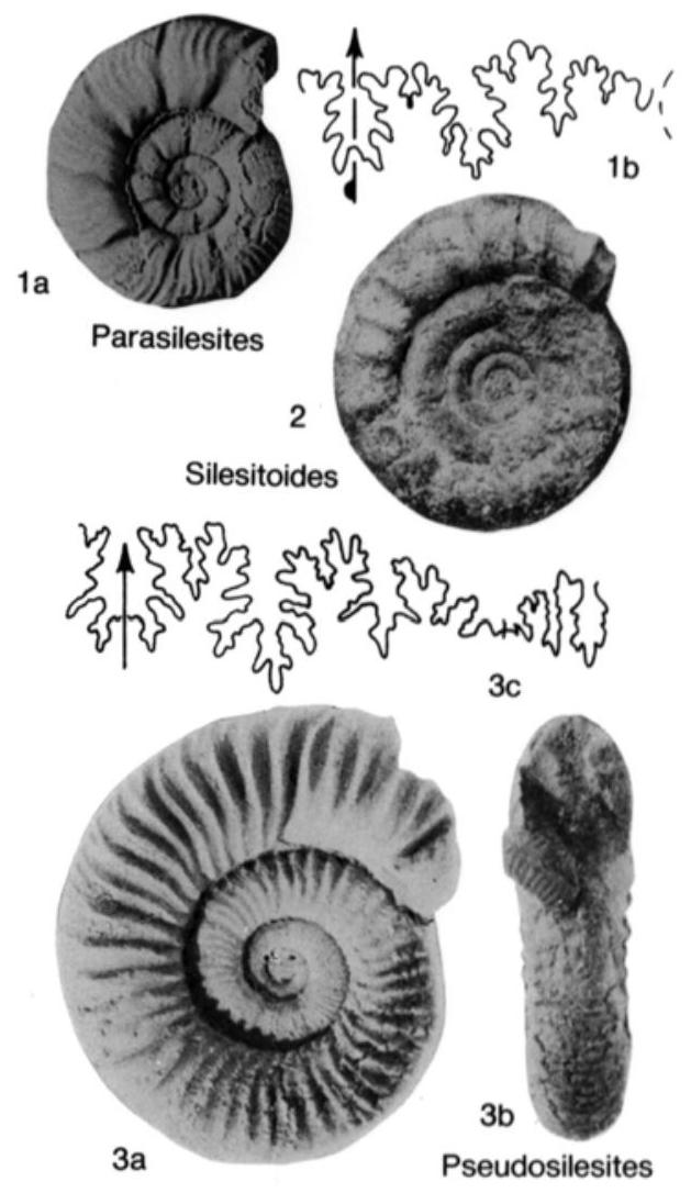 Fossil Image