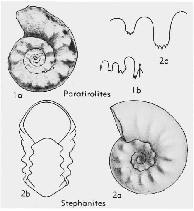Fossil Image