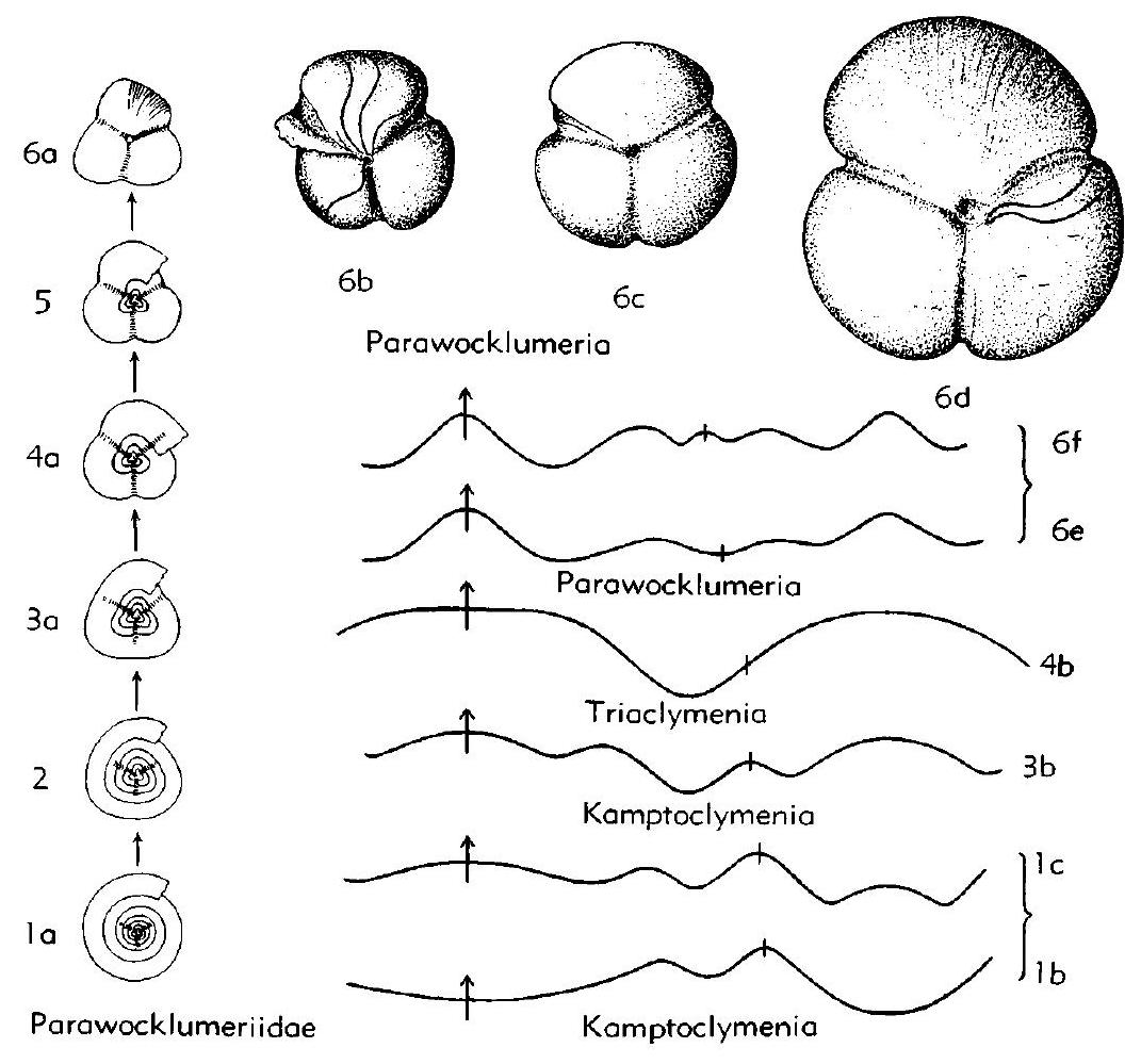 Fossil Image
