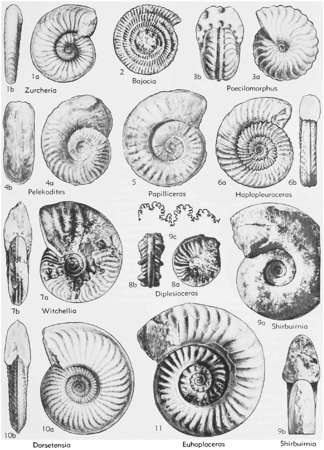 Fossil Image
