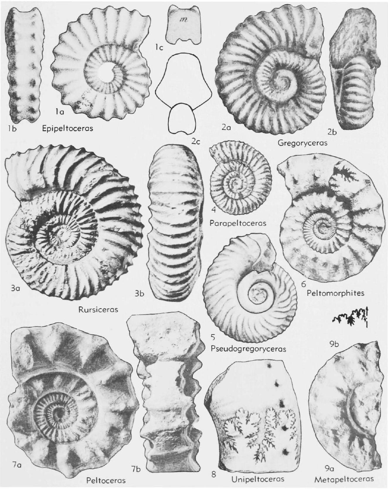 Fossil Image