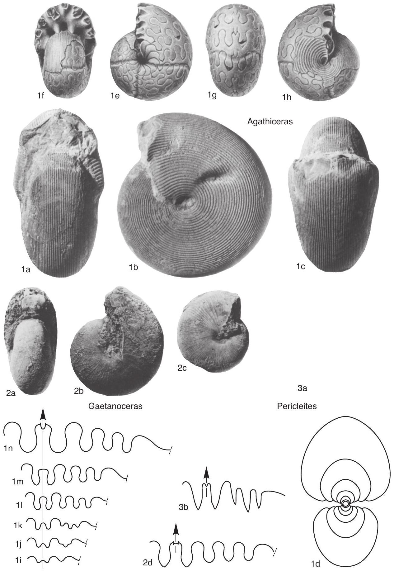 Fossil Information