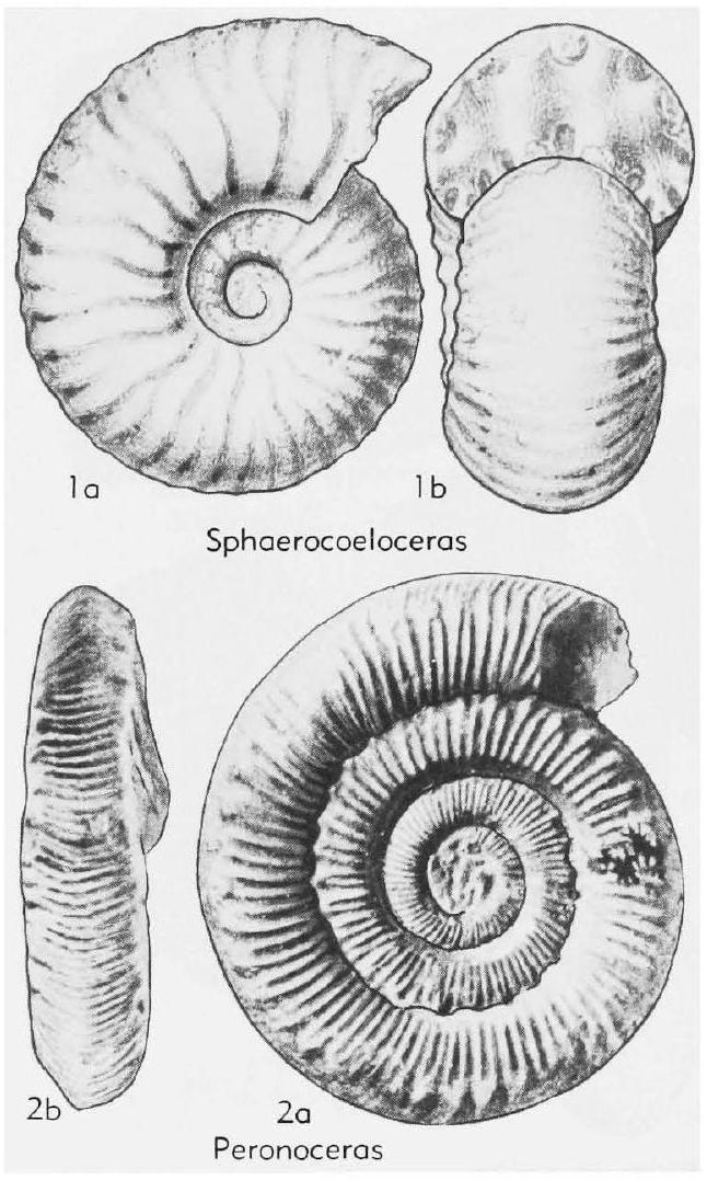 Fossil Image