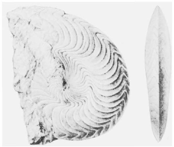 Fossil Image