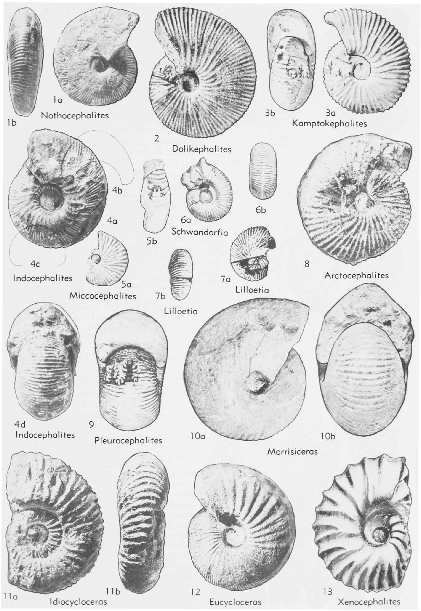 Fossil Image