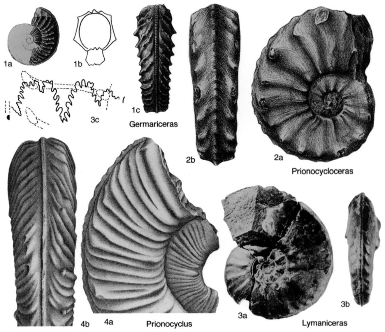 Fossil Image