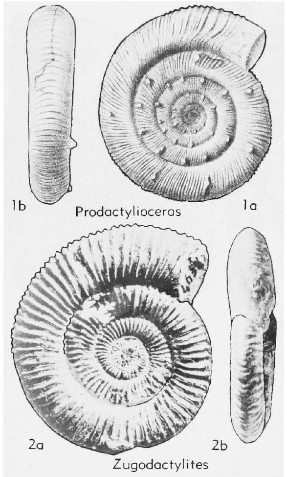Fossil Image