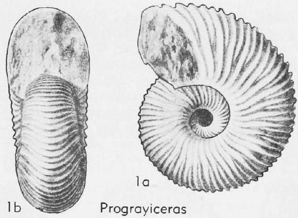 Fossil Image