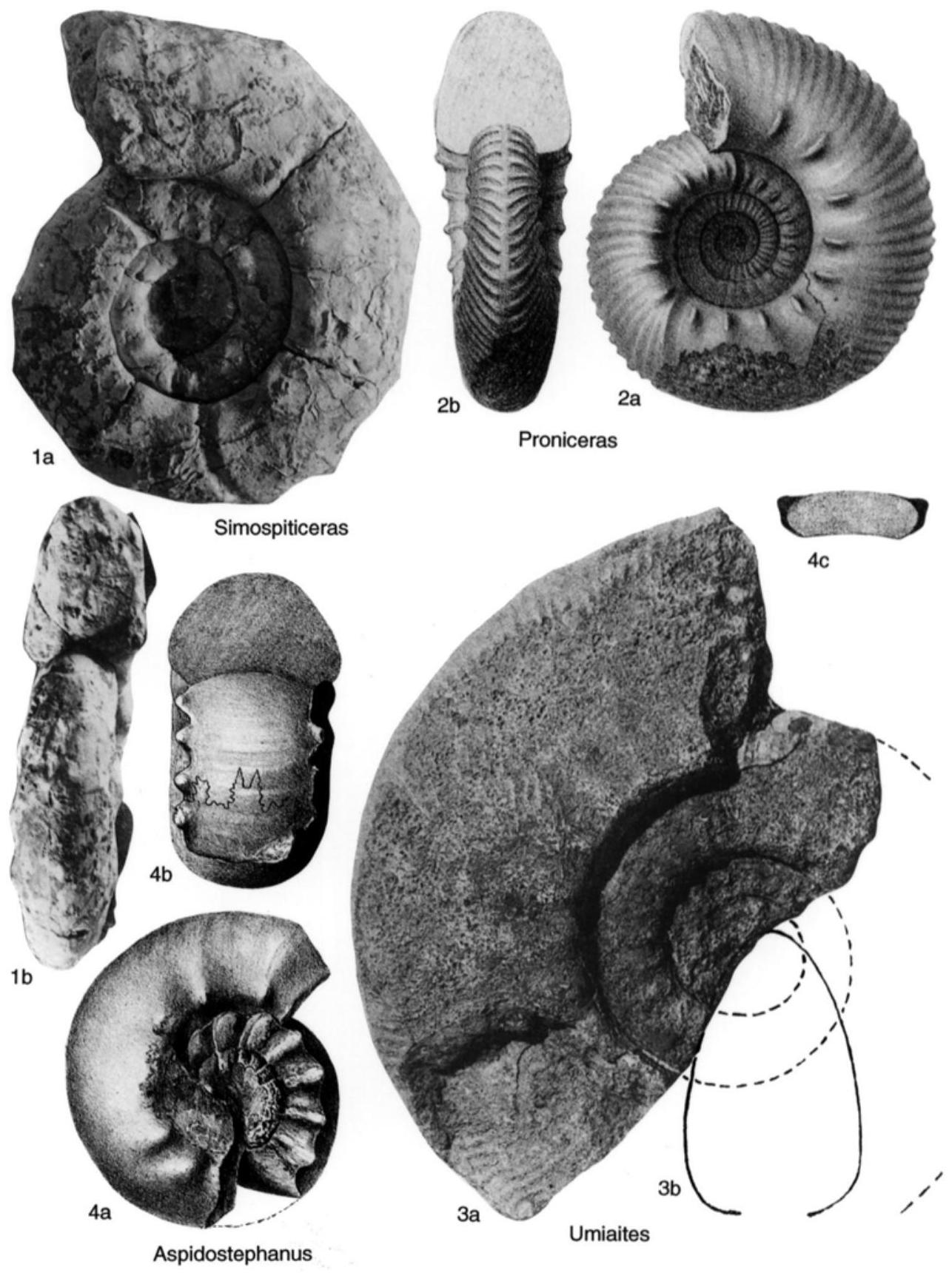 Fossil Image