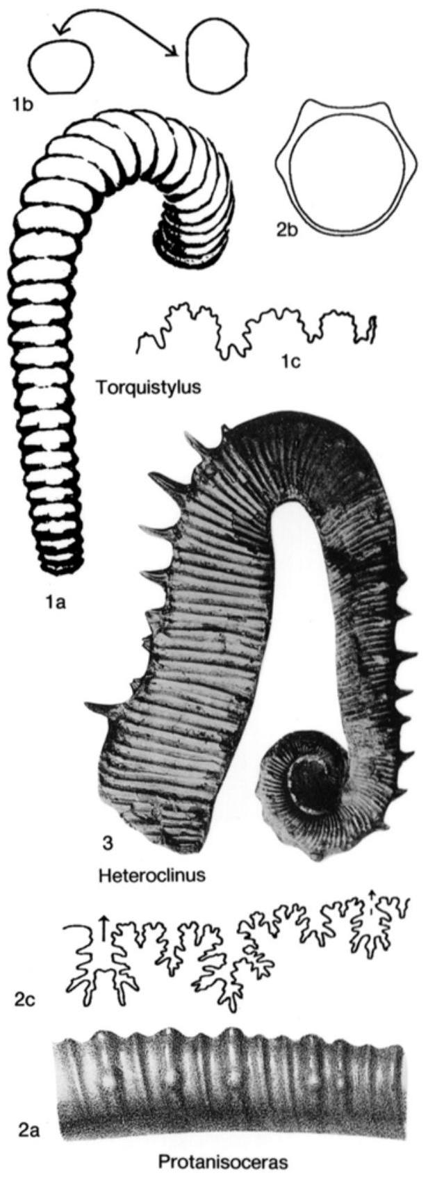 Fossil Image