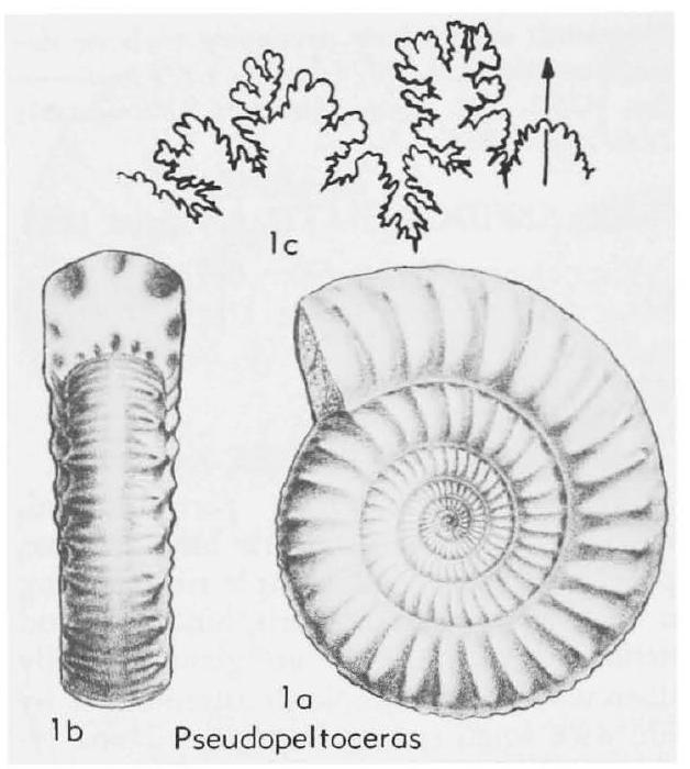 Fossil Image