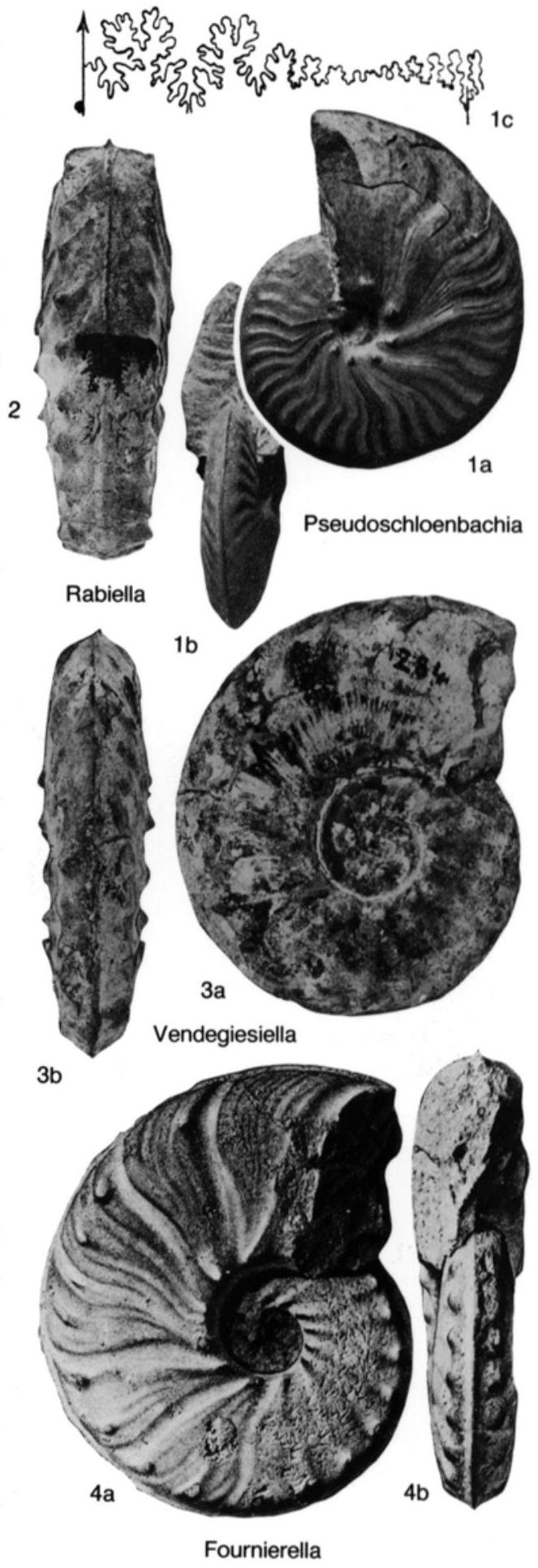 Fossil Image