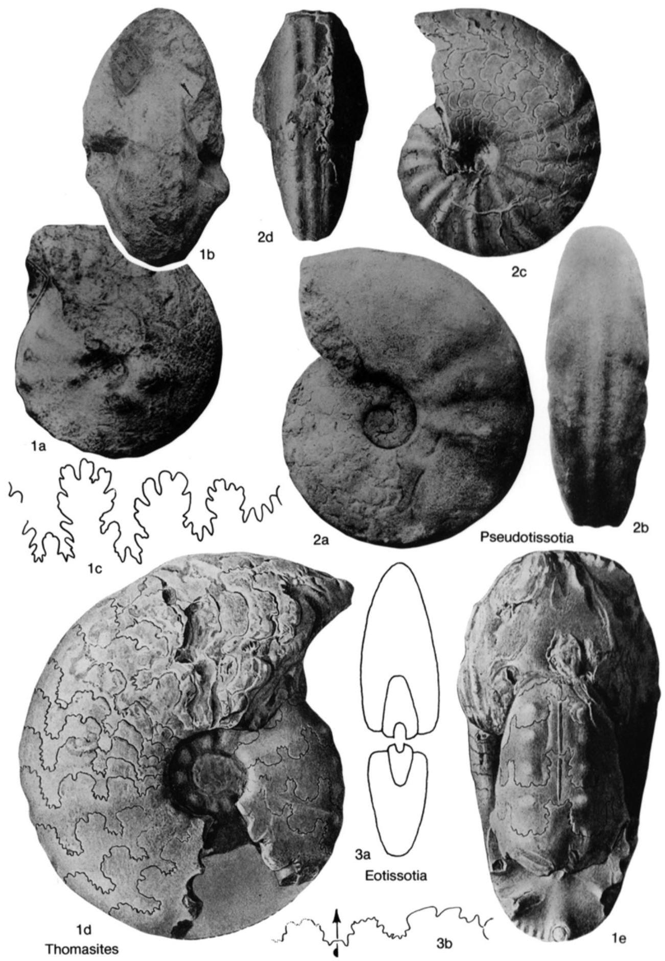 Fossil Image