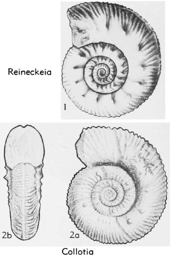 Fossil Image