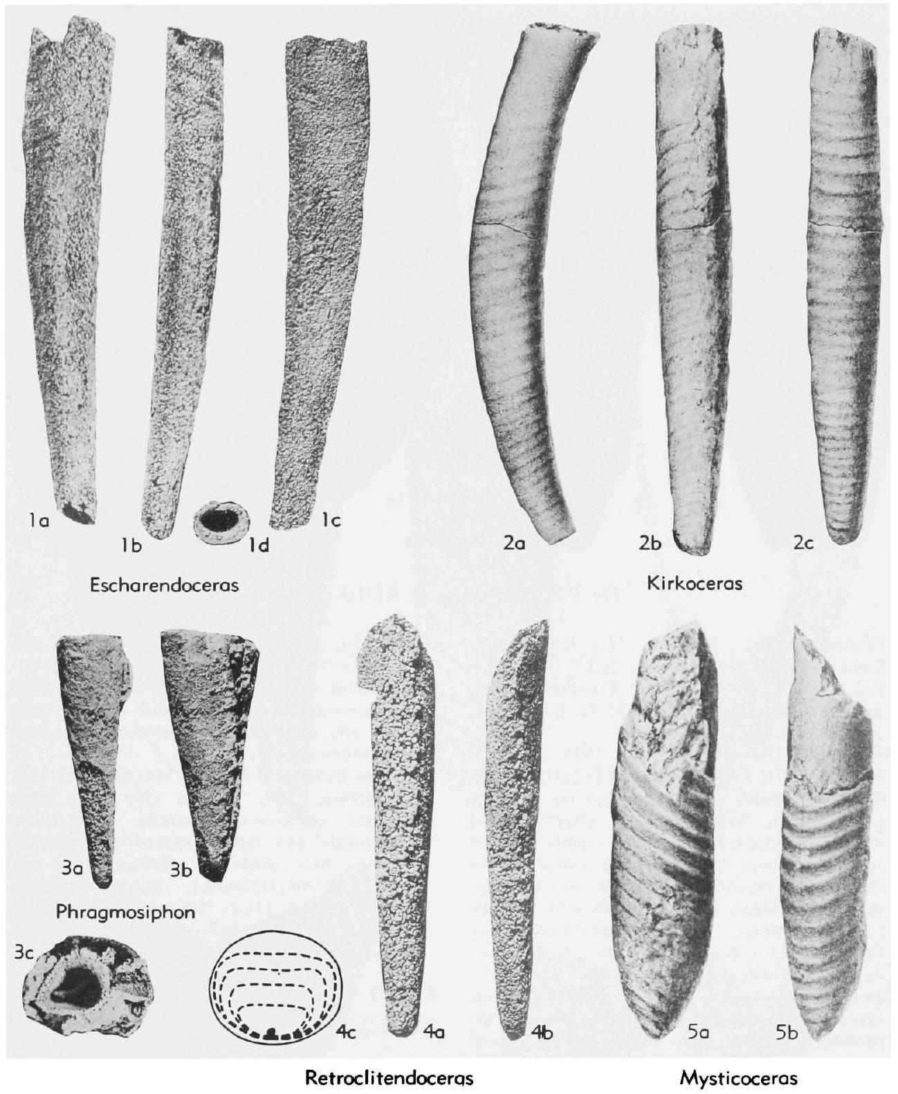 Fossil Information