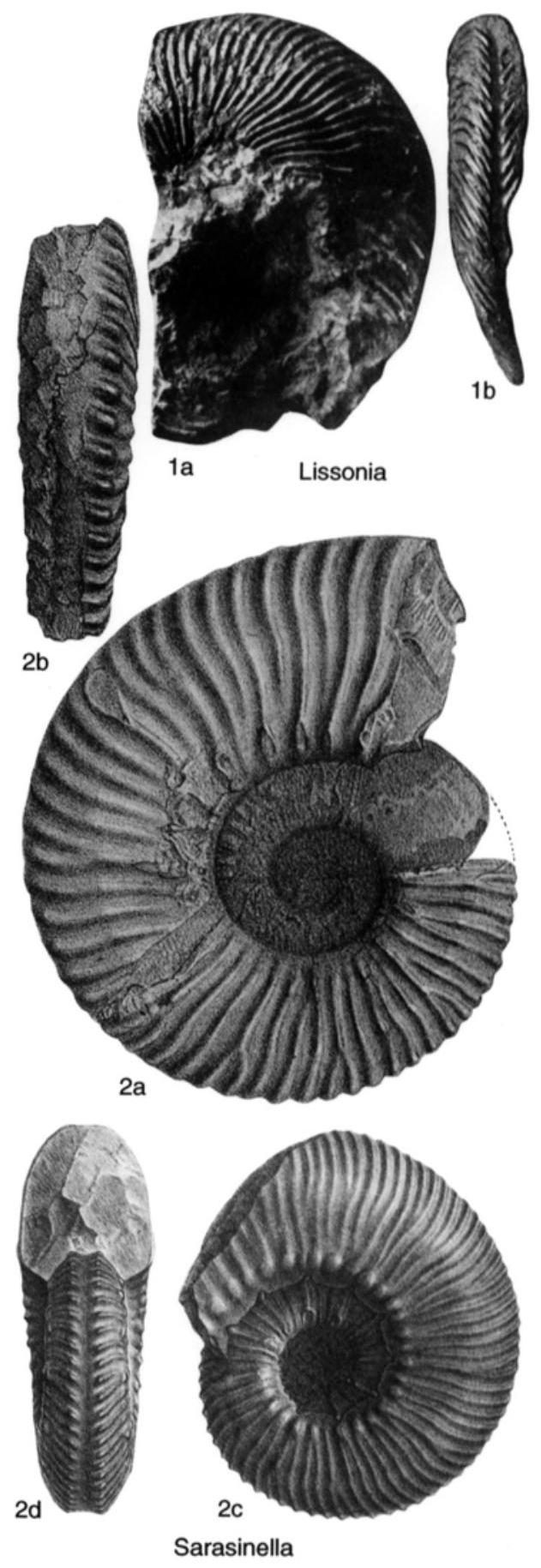 Fossil Image