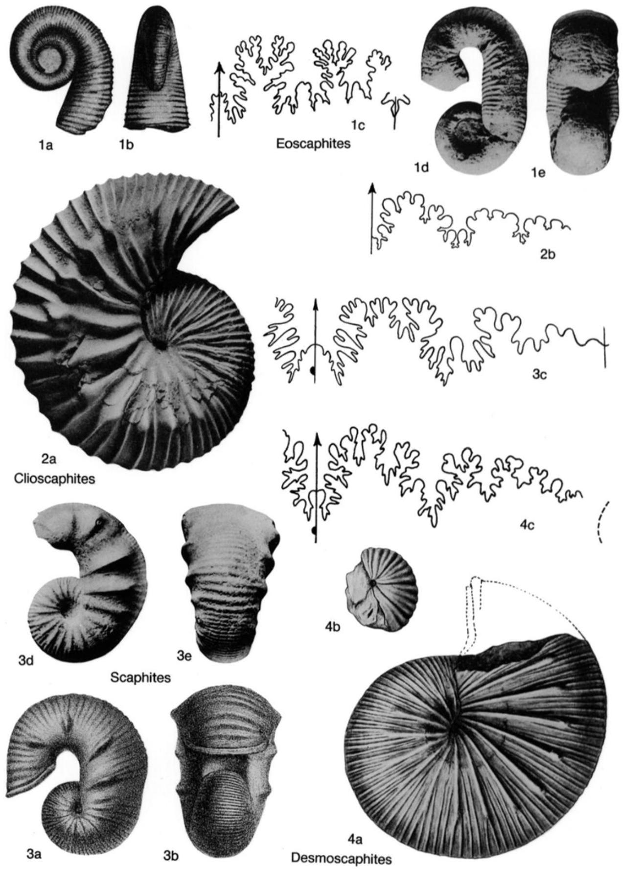 Fossil Image