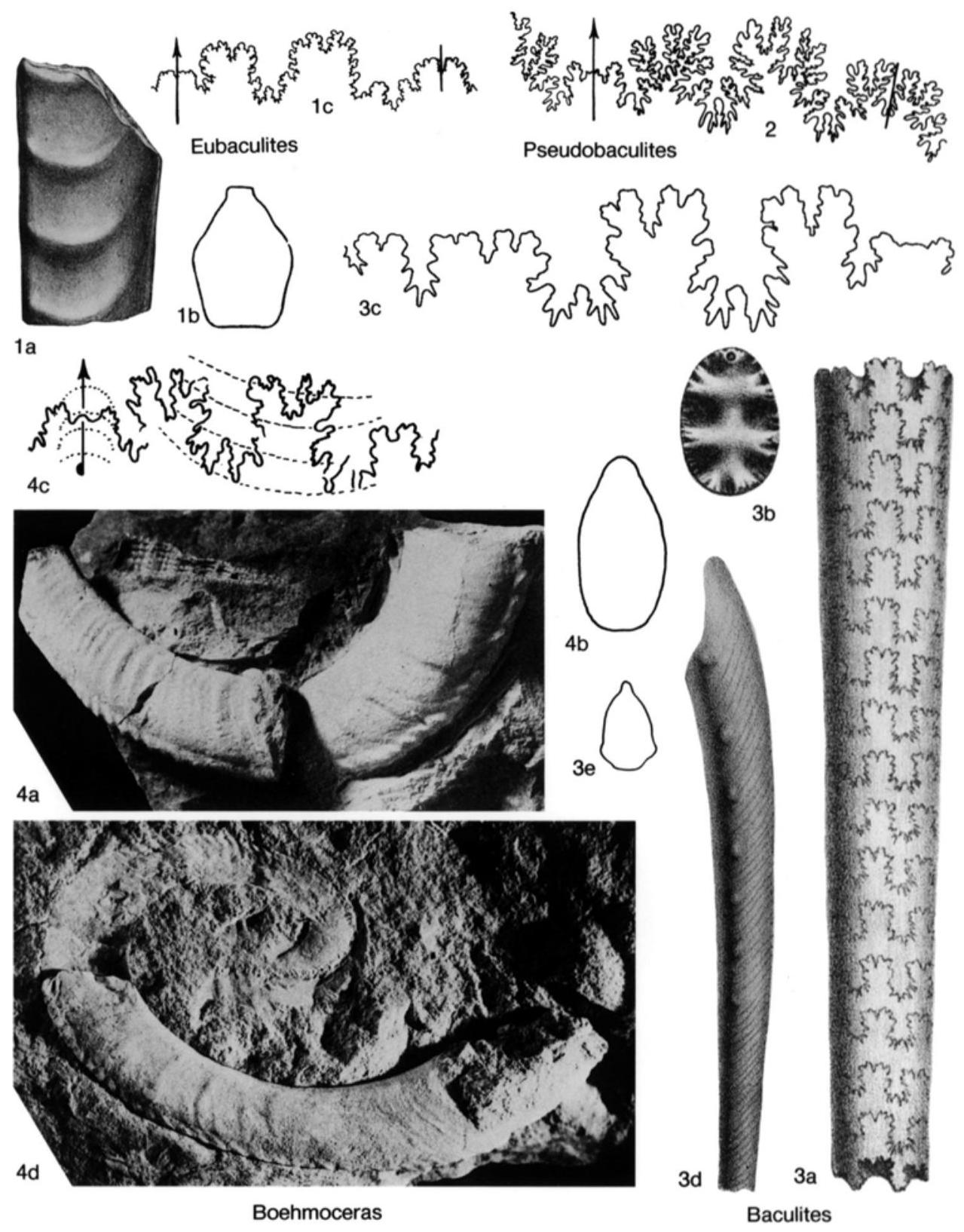 Fossil Image