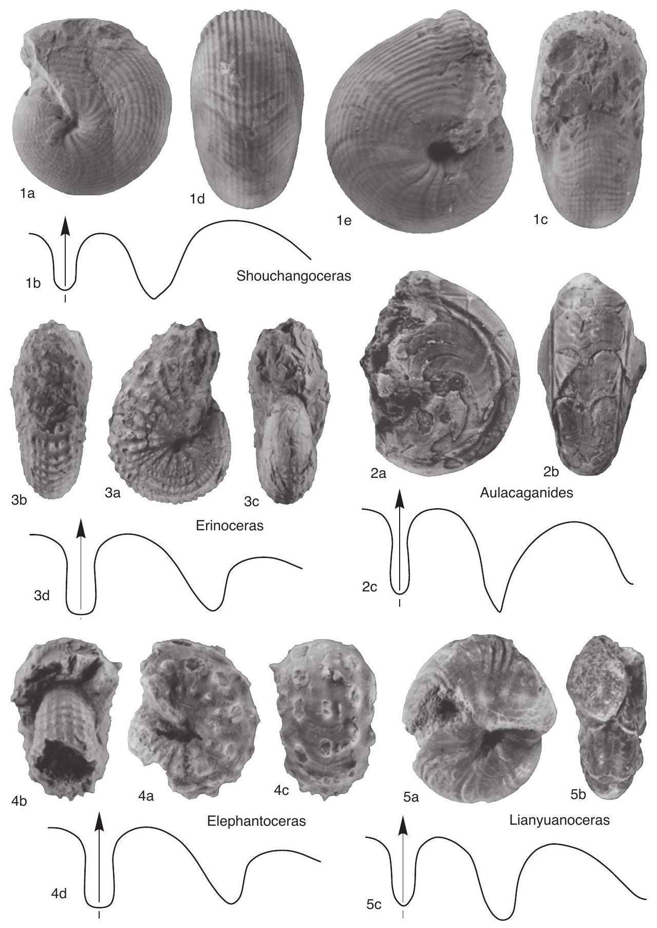 Fossil Image
