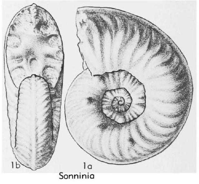 Fossil Image
