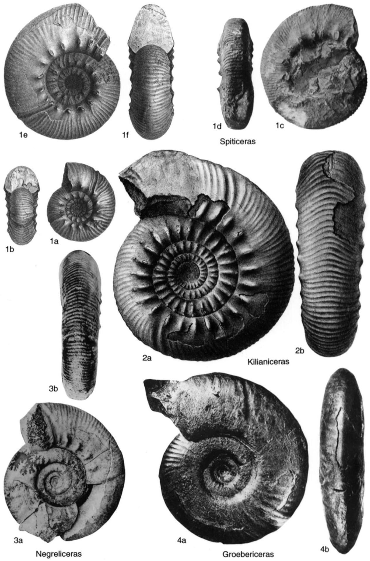 Fossil Image