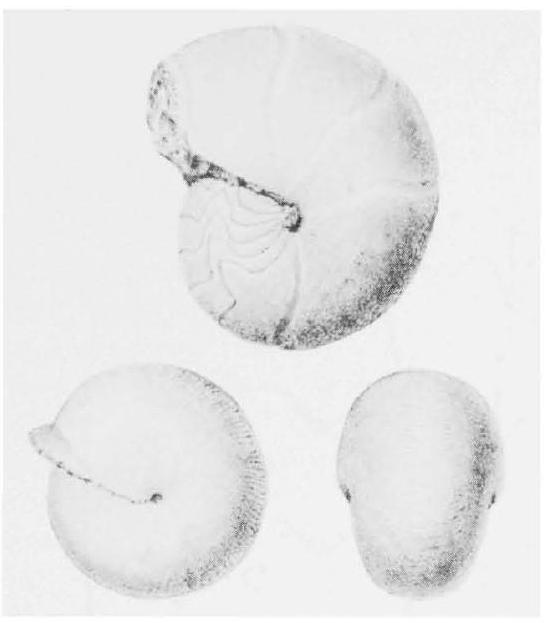 Fossil Image