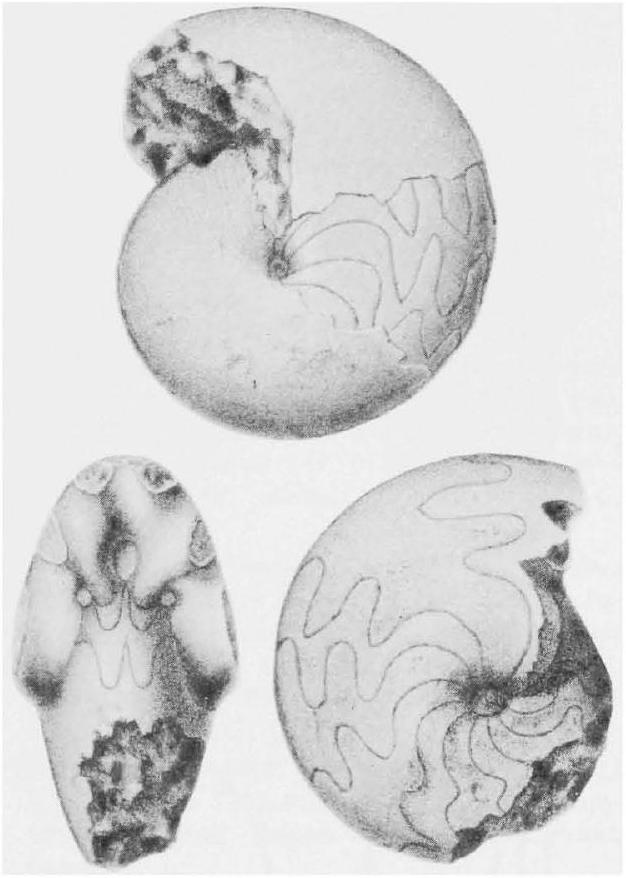Fossil Image